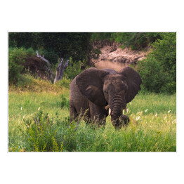 Duży słoń na zielonej sawannie, Tanzania