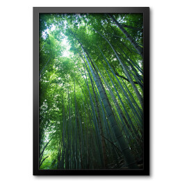 Obraz w ramie Błysk słońca w bambusowym lesie