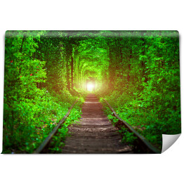 Fototapeta winylowa zmywalna Tory kolejowe w lesie