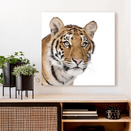 Tygrys Bengalski 
