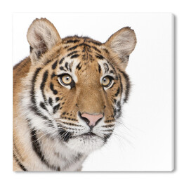 Tygrys Bengalski 