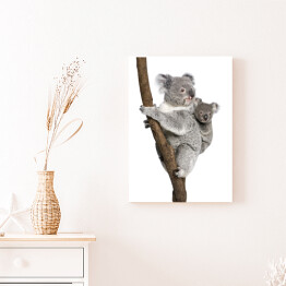 Obraz na płótnie Koala wspinający się na drzewo