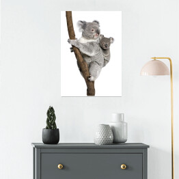 Plakat samoprzylepny Koala wspinający się na drzewo