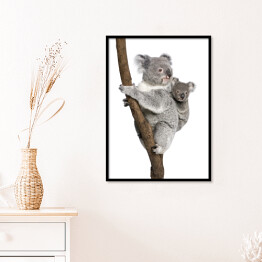 Plakat w ramie Koala wspinający się na drzewo