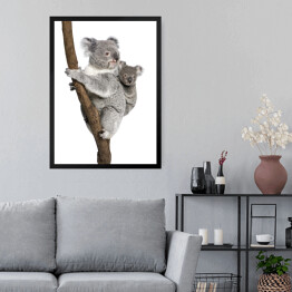Obraz w ramie Koala wspinający się na drzewo