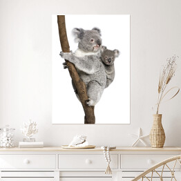 Plakat Koala wspinający się na drzewo