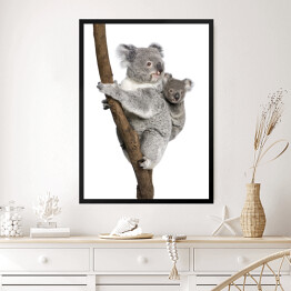 Obraz w ramie Koala wspinający się na drzewo