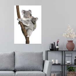 Plakat Koala wspinający się na drzewo