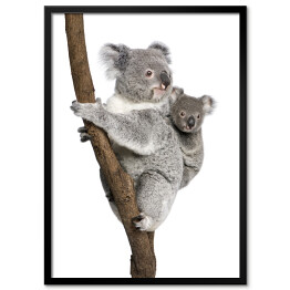 Plakat w ramie Koala wspinający się na drzewo