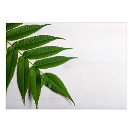 Plakat Zielony liść na jasnym tle
