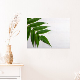 Plakat samoprzylepny Zielony liść na jasnym tle