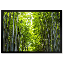 Plakat w ramie Las bambusowy w słoneczny dzień
