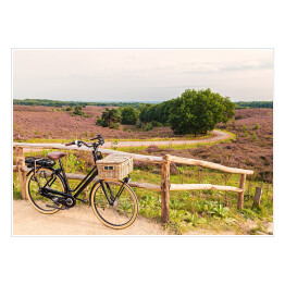 Plakat samoprzylepny Rower z wiklinowym koszem w Parku Narodowym The Veluwe, Holandia