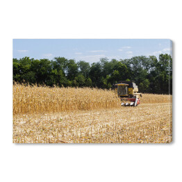 Obraz na płótnie Zbiór kukurydzy