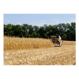 Plakat Zbiór kukurydzy