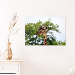Plakat Żyrafa na tle korony drzewa i bezchmurnego nieba