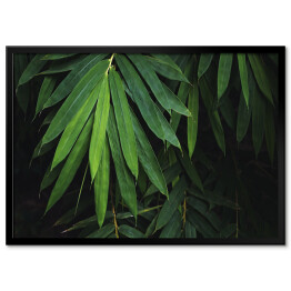 Plakat w ramie Bambusowy liść na czarnym tle