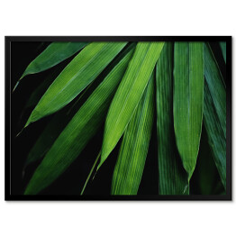 Obraz klasyczny Liście bambusa