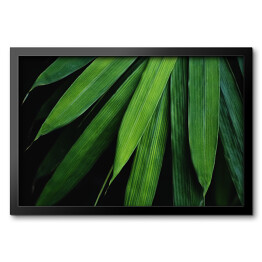 Obraz w ramie Liście bambusa