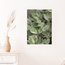 Plakat Srebrno zielone liście
