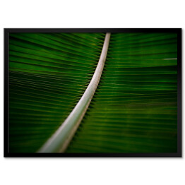 Obraz klasyczny Liść drzewa kokosowego