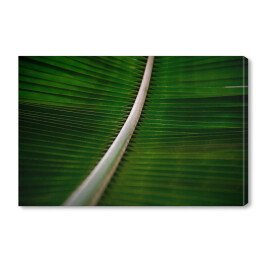 Obraz na płótnie Liść drzewa kokosowego