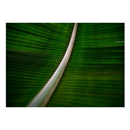 Plakat samoprzylepny Liść drzewa kokosowego