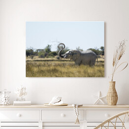 Obraz na płótnie Słoń wyrzucający wodę w powietrze