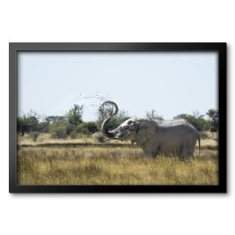 Obraz w ramie Słoń wyrzucający wodę w powietrze