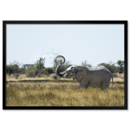 Plakat w ramie Słoń wyrzucający wodę w powietrze