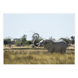 Plakat samoprzylepny Słoń wyrzucający wodę w powietrze
