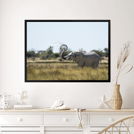 Obraz w ramie Słoń wyrzucający wodę w powietrze