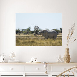 Plakat samoprzylepny Słoń wyrzucający wodę w powietrze
