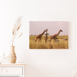 Obraz na płótnie Kenia - żyrafy w naturalnym środowisku