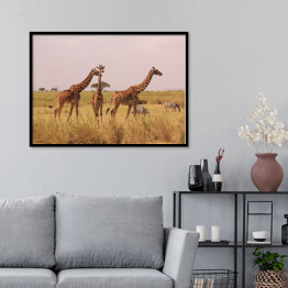 Plakat w ramie Kenia - żyrafy w naturalnym środowisku