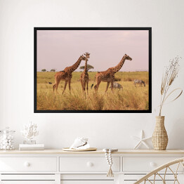 Obraz w ramie Kenia - żyrafy w naturalnym środowisku