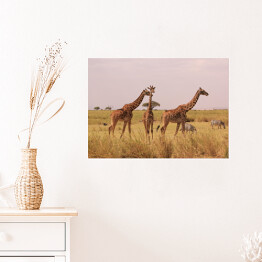 Plakat Kenia - żyrafy w naturalnym środowisku