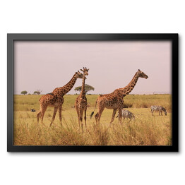 Obraz w ramie Kenia - żyrafy w naturalnym środowisku