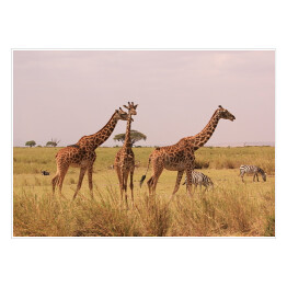 Plakat samoprzylepny Kenia - żyrafy w naturalnym środowisku