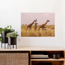 Plakat samoprzylepny Kenia - żyrafy w naturalnym środowisku