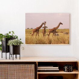 Obraz na płótnie Kenia - żyrafy w naturalnym środowisku