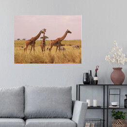 Plakat Kenia - żyrafy w naturalnym środowisku