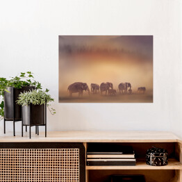 Plakat Słonie o zachodzie słońca