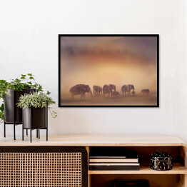 Plakat w ramie Słonie o zachodzie słońca