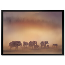 Plakat w ramie Słonie o zachodzie słońca