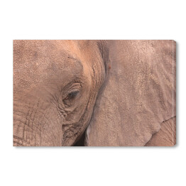Zbliżenie na oko słonia