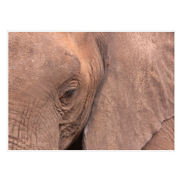 Zbliżenie na oko słonia