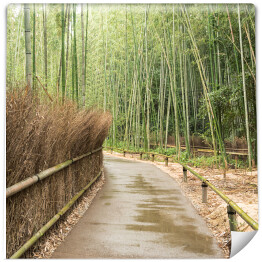 Mostek w bambusowym lesie w Kioto