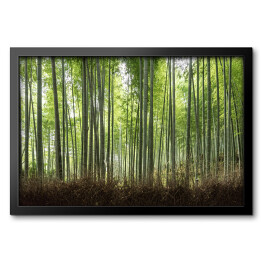 Obraz w ramie Ścieżka w bambusowym lesie w Kioto