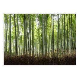 Plakat samoprzylepny Ścieżka w bambusowym lesie w Kioto